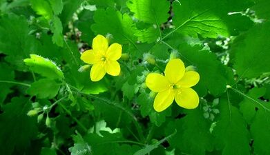 Celandine per il trattamento del fungo sulle unghie