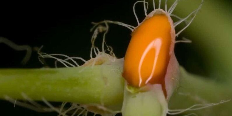 succo di celidonia per il trattamento dei funghi delle unghie dei piedi